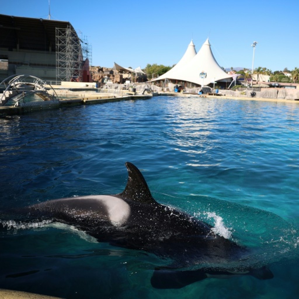 Réunion cruciale pour l’avenir des orques et dauphins de Marineland Réunion cruciale pour l’avenir des orques et dauphins de Marineland