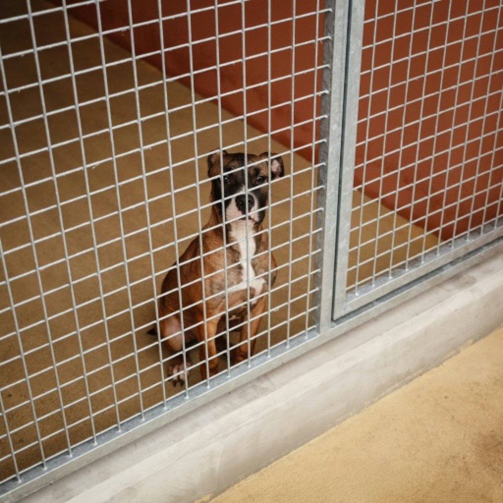 UE: des règles pour le bien-être des chiens et chats définitivement adoptées UE: des règles pour le bien-être des chiens et chats définitivement adoptées