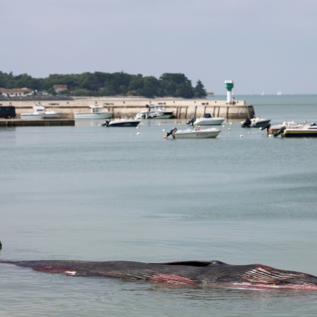 Une baleine échouée sur une plage de l’Ile de ré Une baleine échouée sur une plage de l’Ile de ré