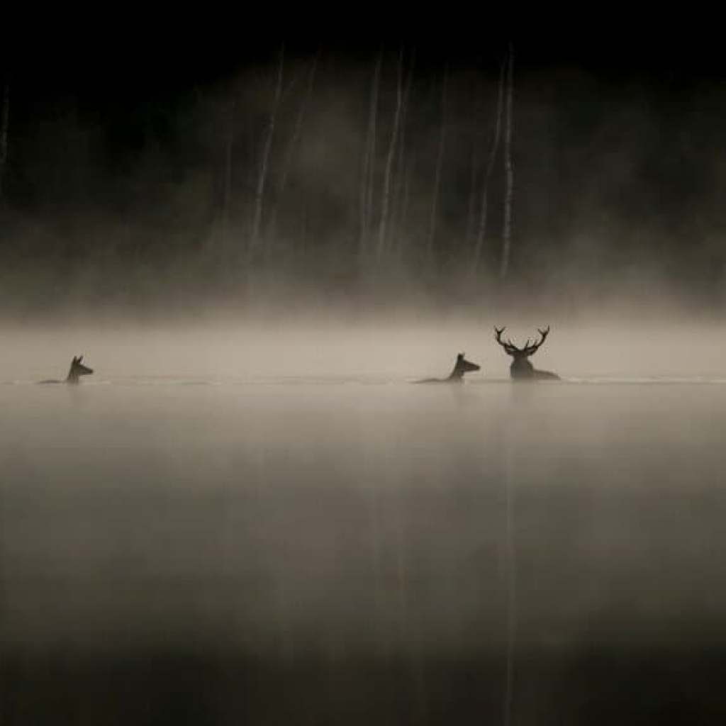 C’est génial que ça résonne autant »: Vincent Munier réagit au succès inattendu de son documentaire « Le Chant des forêts C’est génial que ça résonne autant »: Vincent Munier réagit au succès inattendu de son documentaire « Le Chant des forêts