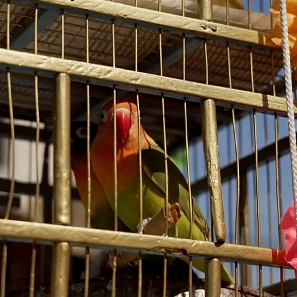 À Mexico, les vendeurs d’oiseaux du dimanche des Rameaux maintiennent une tradition en déclin À Mexico, les vendeurs d’oiseaux du dimanche des Rameaux maintiennent une tradition en déclin