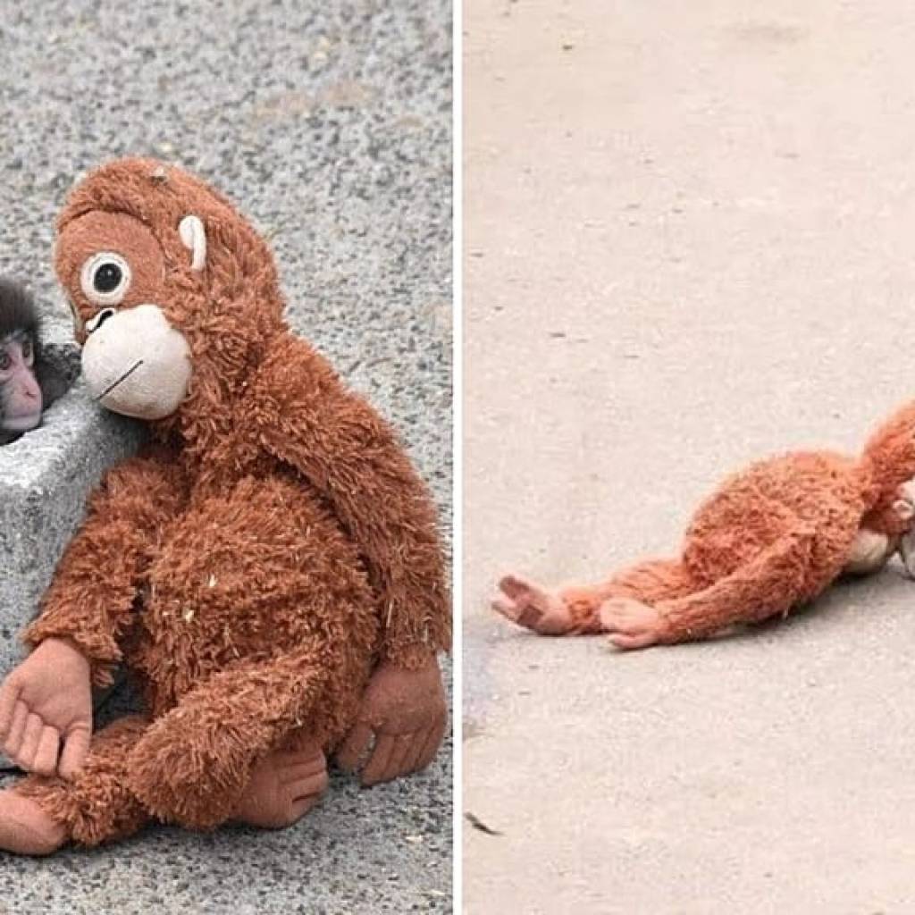 Comment un macaque abandonné fan des peluches est devenu le chouchou d’Internet Comment un macaque abandonné fan des peluches est devenu le chouchou d’Internet