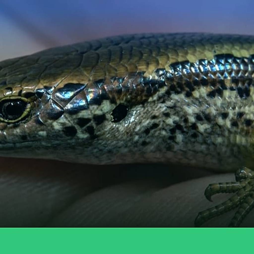 Les lézards les plus rares du monde sauvés de l’extinction en Nouvelle-Zélande Les lézards les plus rares du monde sauvés de l’extinction en Nouvelle-Zélande
