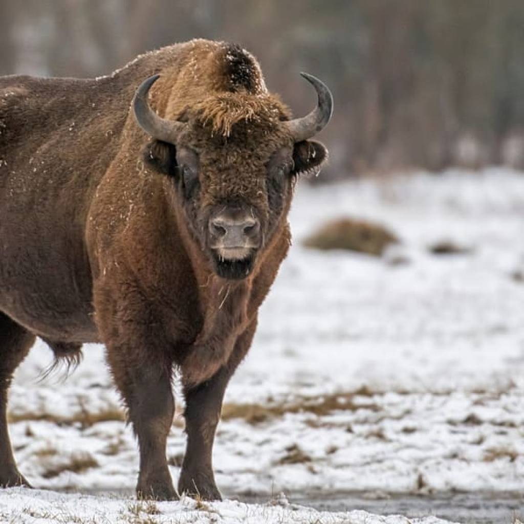 Bisons stockeurs de carbone et énergies bon marché : les bonnes nouvelles vertes de 2026 Bisons stockeurs de carbone et énergies bon marché : les bonnes nouvelles vertes de 2026