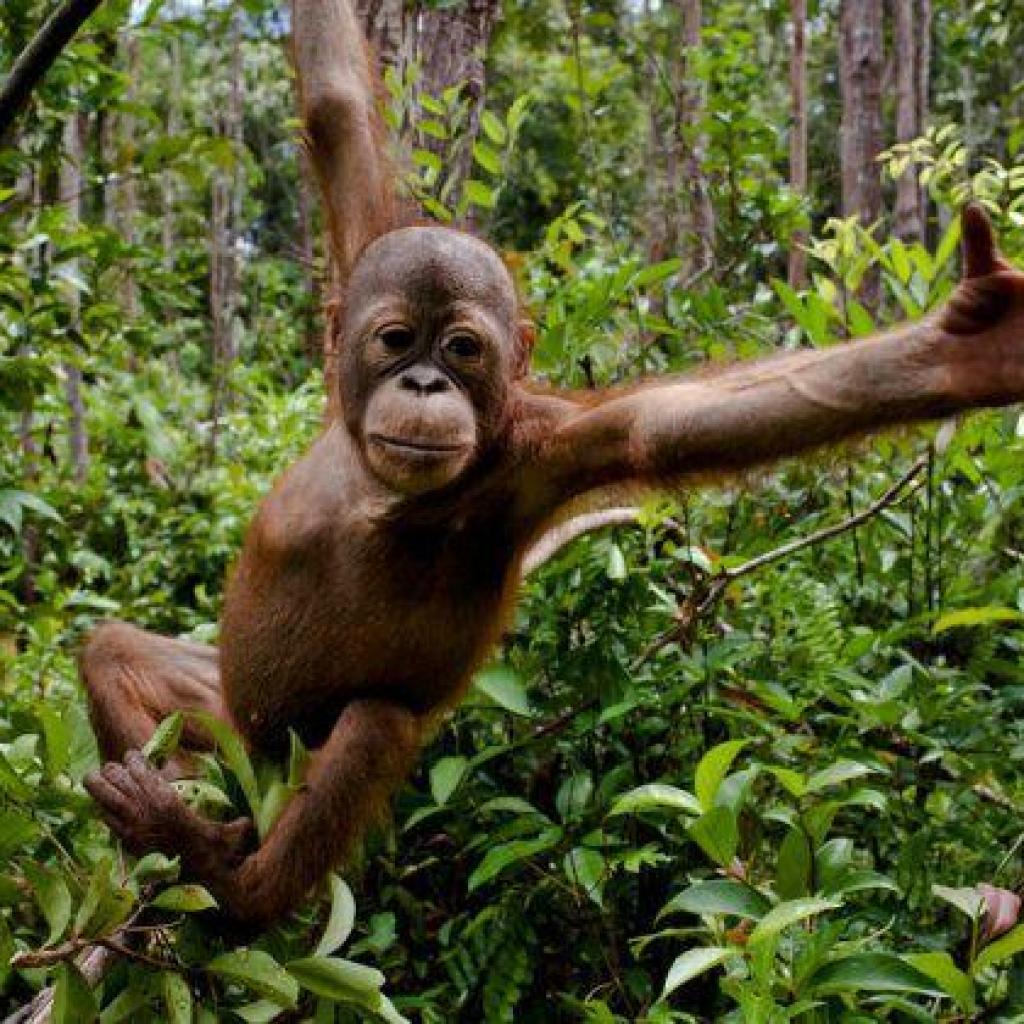 Les scientifiques ont « crié de joie » face à cette vidéo d’un orang-outan menacé empruntant un pont Les scientifiques ont « crié de joie » face à cette vidéo d’un orang-outan menacé empruntant un pont