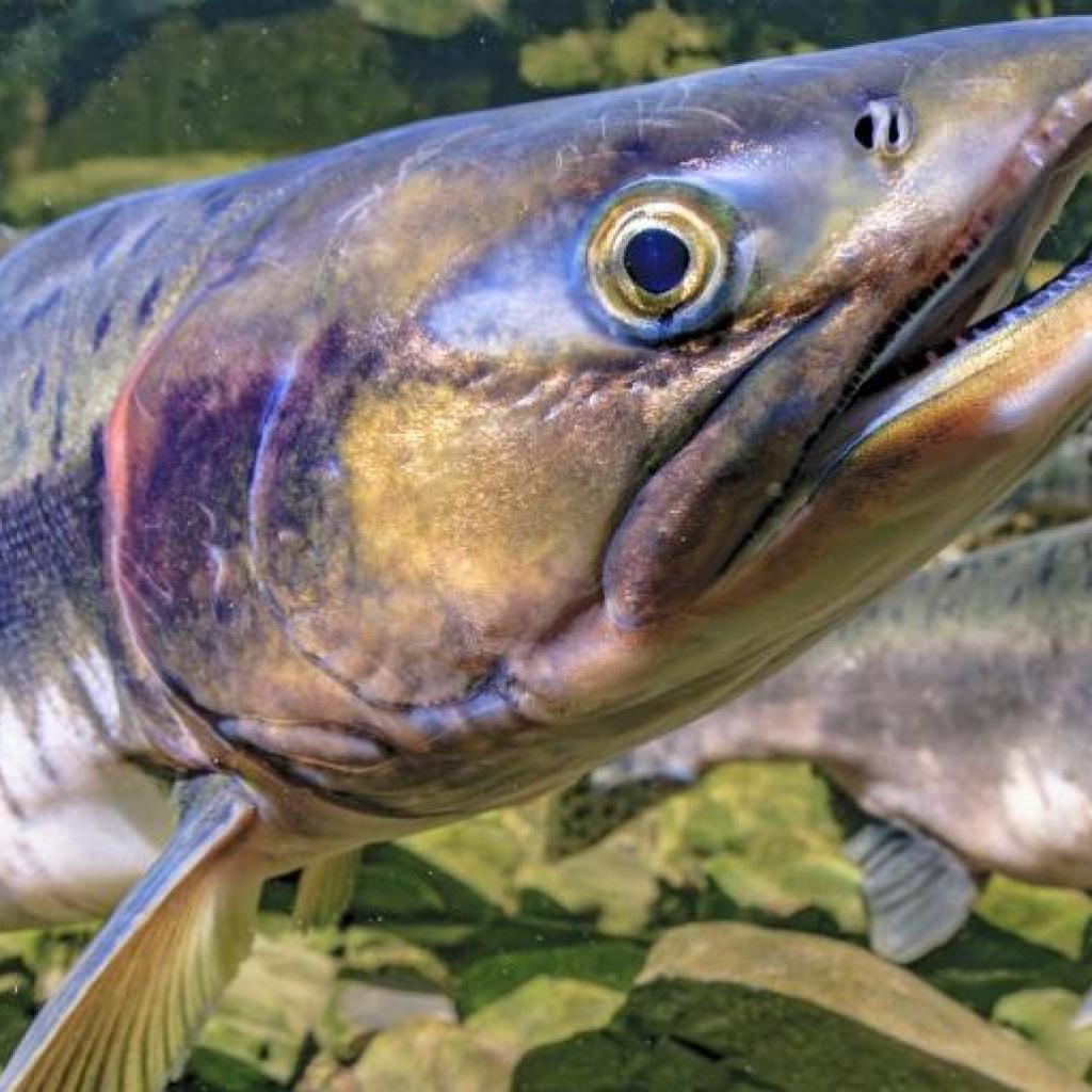L’installation de la plus grande ferme terrestre de saumons en Gironde fait polémique L’installation de la plus grande ferme terrestre de saumons en Gironde fait polémique