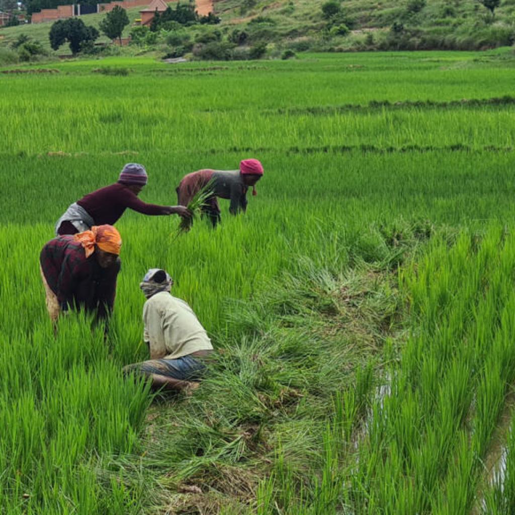 Madagascar: un scandale d’État autour des semences contaminées révélé par la Cour des comptes Madagascar: un scandale d’État autour des semences contaminées révélé par la Cour des comptes