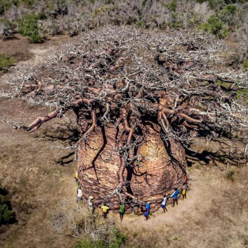 Madagascar: le plus gros baobab jamais répertorié sur la Grande Île est en train de mourir Madagascar: le plus gros baobab jamais répertorié sur la Grande Île est en train de mourir