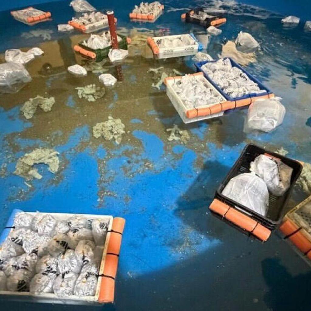 Argentine: 700 animaux marins en provenance du Kenya saisis à l’aéroport de Buenos Aires Argentine: 700 animaux marins en provenance du Kenya saisis à l’aéroport de Buenos Aires