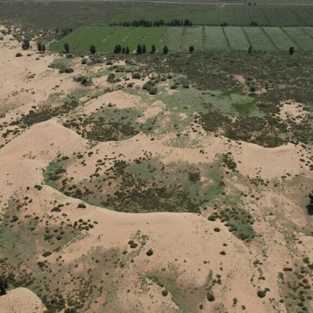 En Chine, des microalgues pour faire reculer le désert En Chine, des microalgues pour faire reculer le désert