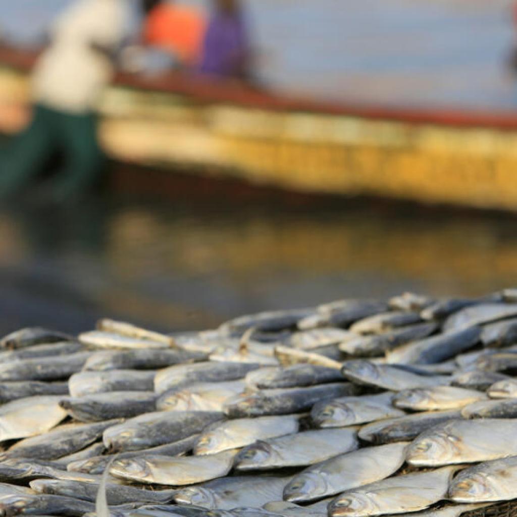 Sénégal: importante saisie de poissons juvéniles dont la pêche rarifie les ressources Sénégal: importante saisie de poissons juvéniles dont la pêche rarifie les ressources