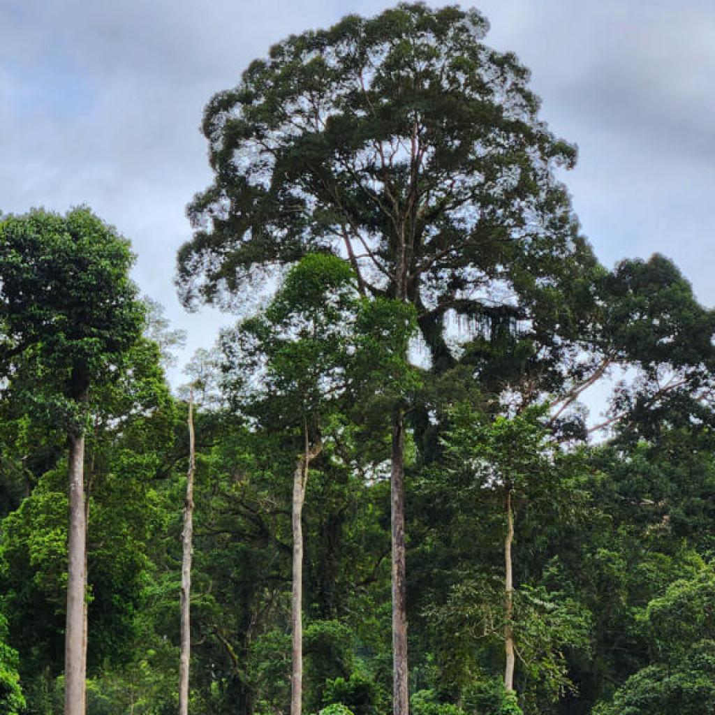 Comment des arbres africains ont conquis les forêts d’Asie du Sud‑Est Comment des arbres africains ont conquis les forêts d’Asie du Sud‑Est