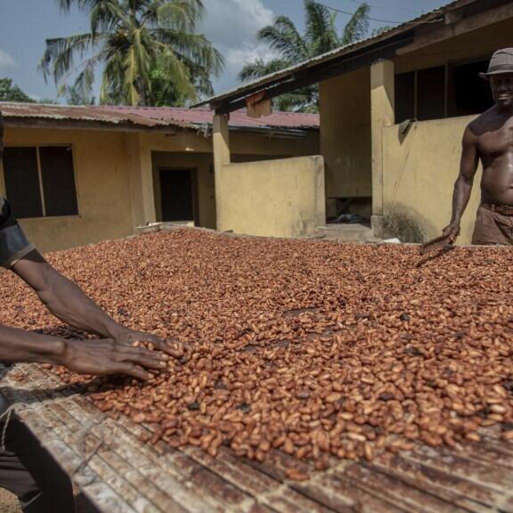 Crise du cacao: comment le Ghana tente de gérer l’effondrement des cours mondiaux Crise du cacao: comment le Ghana tente de gérer l’effondrement des cours mondiaux
