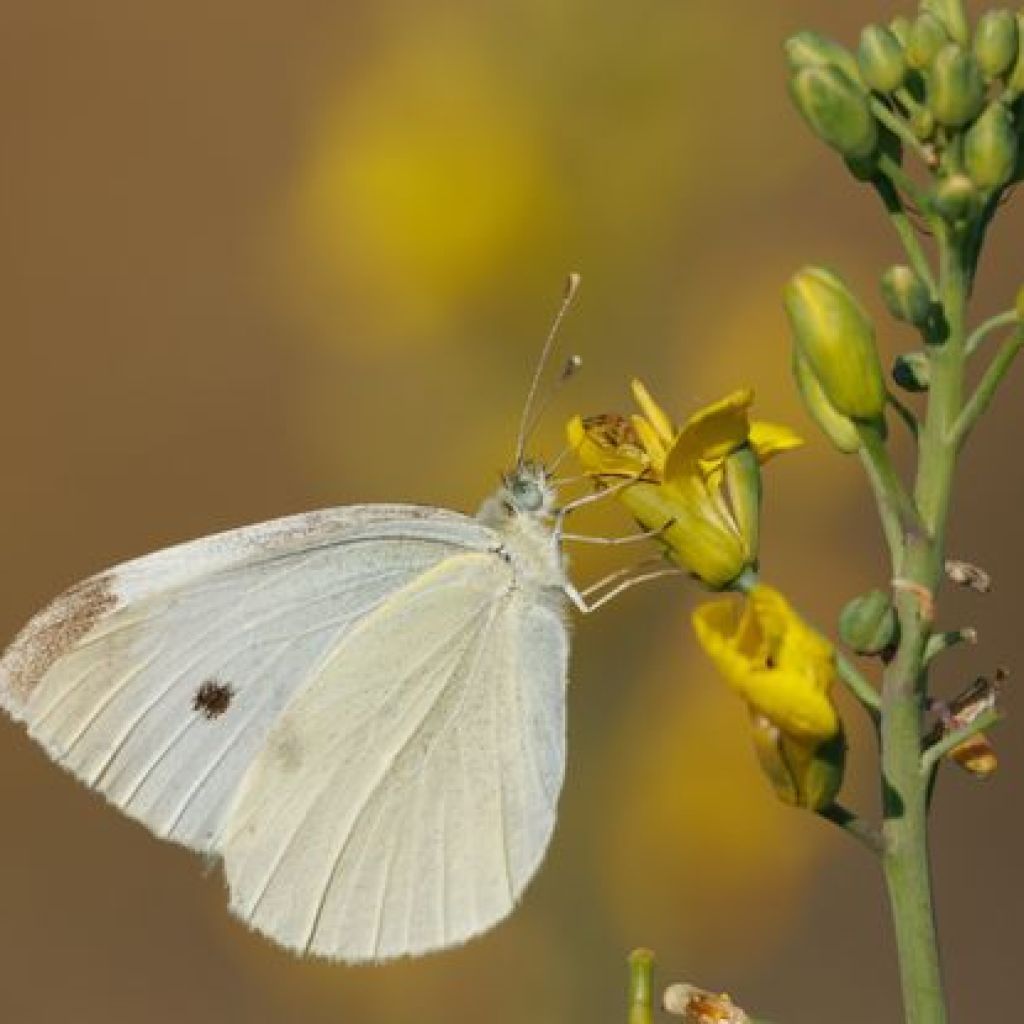 Papillons : ils goûtent le monde avec leurs pattes Papillons : ils goûtent le monde avec leurs pattes