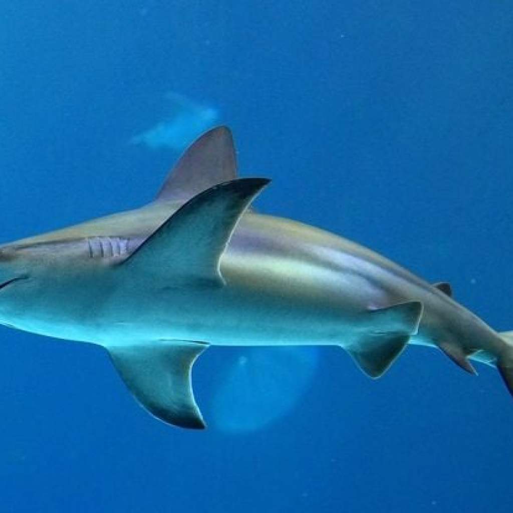 Etats-Unis : Un surfeur poursuivi par un requin en Californie, la vidéo devient virale Etats-Unis : Un surfeur poursuivi par un requin en Californie, la vidéo devient virale
