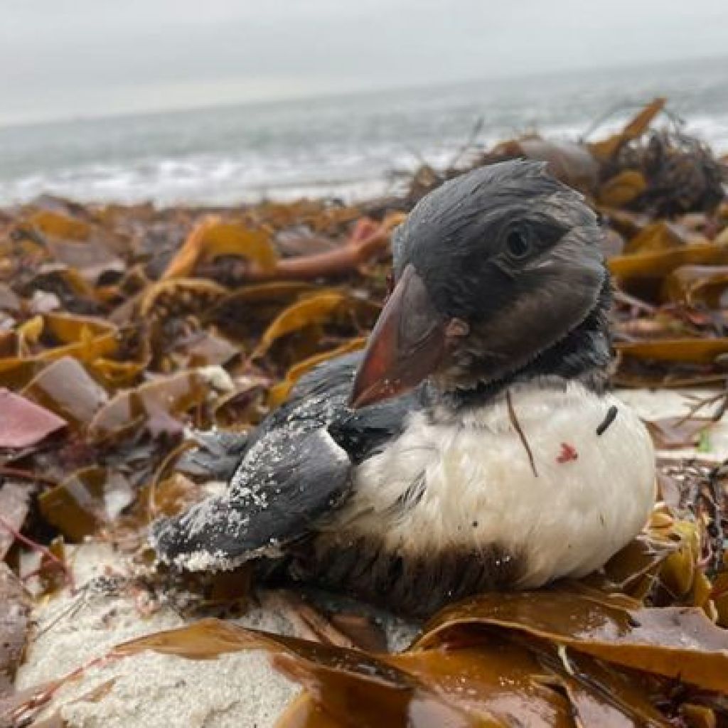 « Les chances de survie sont infimes »… Pourquoi le pétrole de l’« Erika » fait tant de mal aux oiseaux marins « Les chances de survie sont infimes »… Pourquoi le pétrole de l’« Erika » fait tant de mal aux oiseaux marins