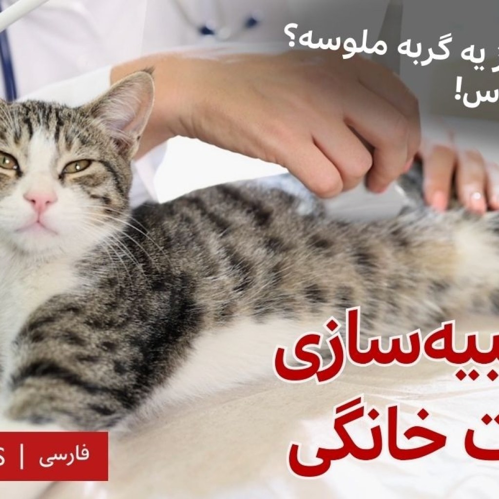 کلیک؛ بازار شبیهسازی (کلونکردن) حیوانات خانگی کلیک؛ بازار شبیهسازی (کلونکردن) حیوانات خانگی