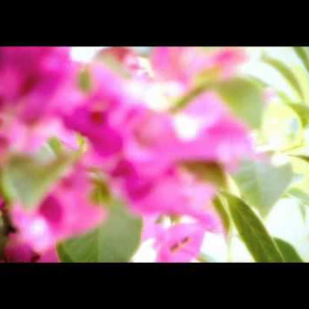 Tanin TV Show |  شو تلویزیونی  طنین Tanin TV Show |  شو تلویزیونی  طنین
