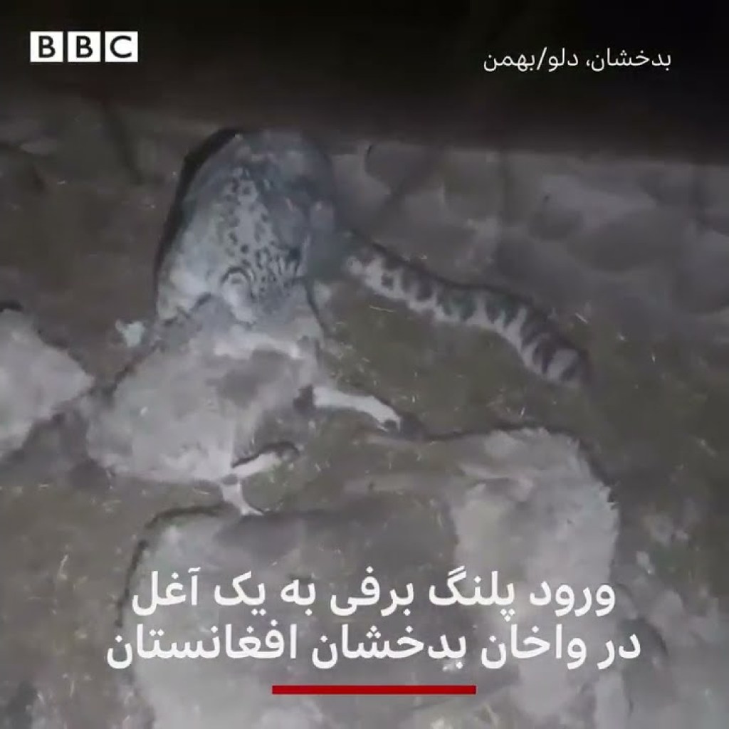 ورود پلنگ برفی به آغل گوسفندان ورود پلنگ برفی به آغل گوسفندان