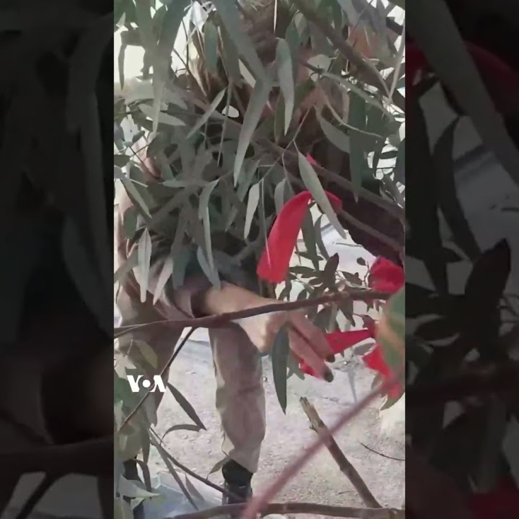 بستن روبان قرمز به درختان نزدیک آرامگاه سیاوش محمودی به دست والدین جواد حیدری بستن روبان قرمز به درختان نزدیک آرامگاه سیاوش محمودی به دست والدین جواد حیدری