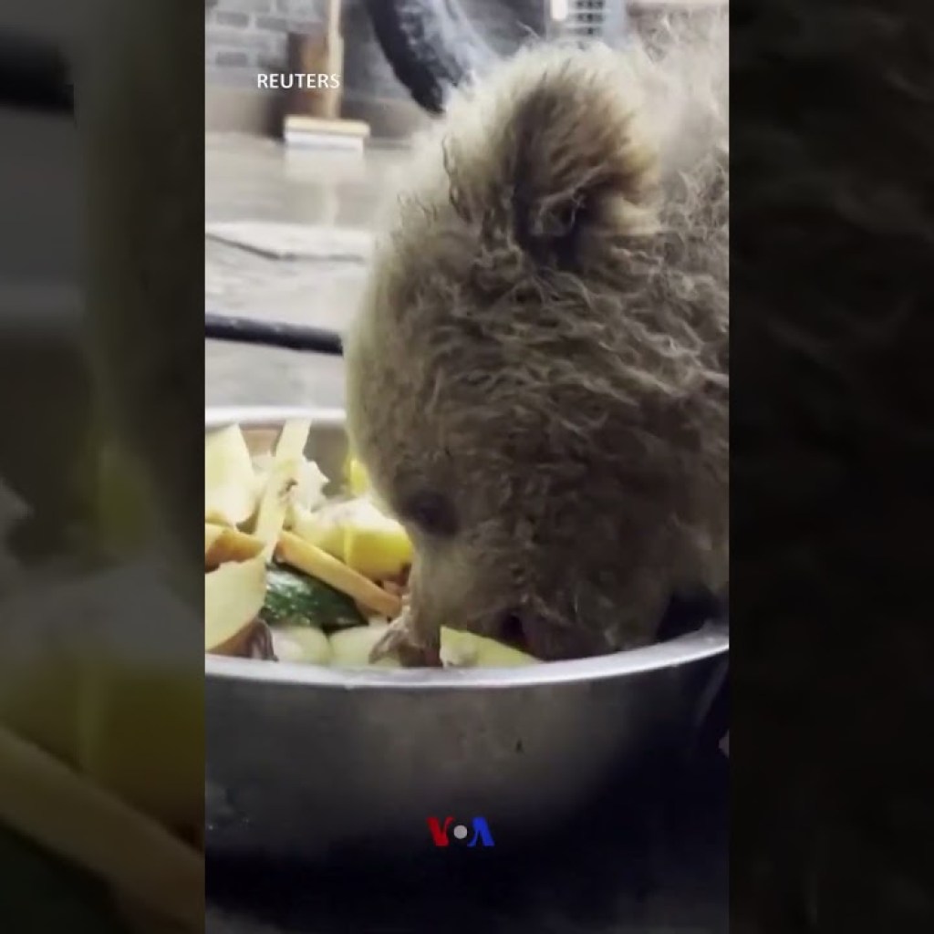 توله خرس ۱۱ ماهه باغ وحش شانگهای سلبریتی شد توله خرس ۱۱ ماهه باغ وحش شانگهای سلبریتی شد