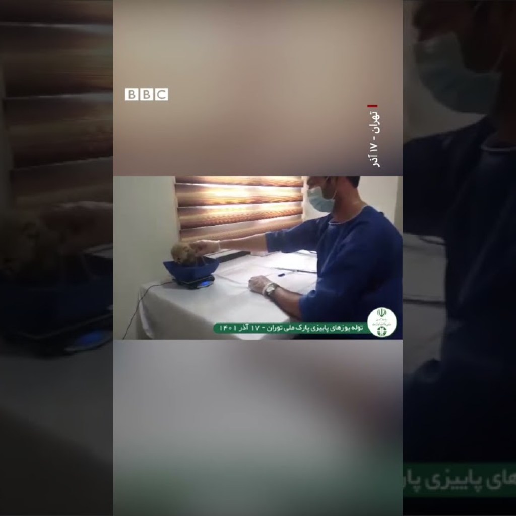 تولهیوزهای پارک ملی توران وزنکشی شدهاند تولهیوزهای پارک ملی توران وزنکشی شدهاند