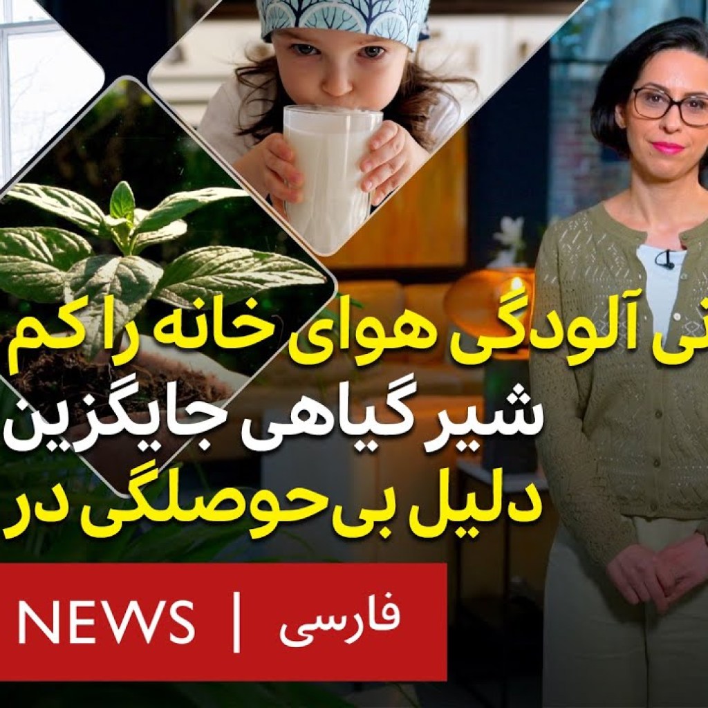 چه گیاهانی آلودگی هوای خانه را کم میکنند؟ آیا شیرهای گیاهی جایگزین خوبی برای شیر گاو هستند؟۳۷درجه چه گیاهانی آلودگی هوای خانه را کم میکنند؟ آیا شیرهای گیاهی جایگزین خوبی برای شیر گاو هستند؟۳۷درجه