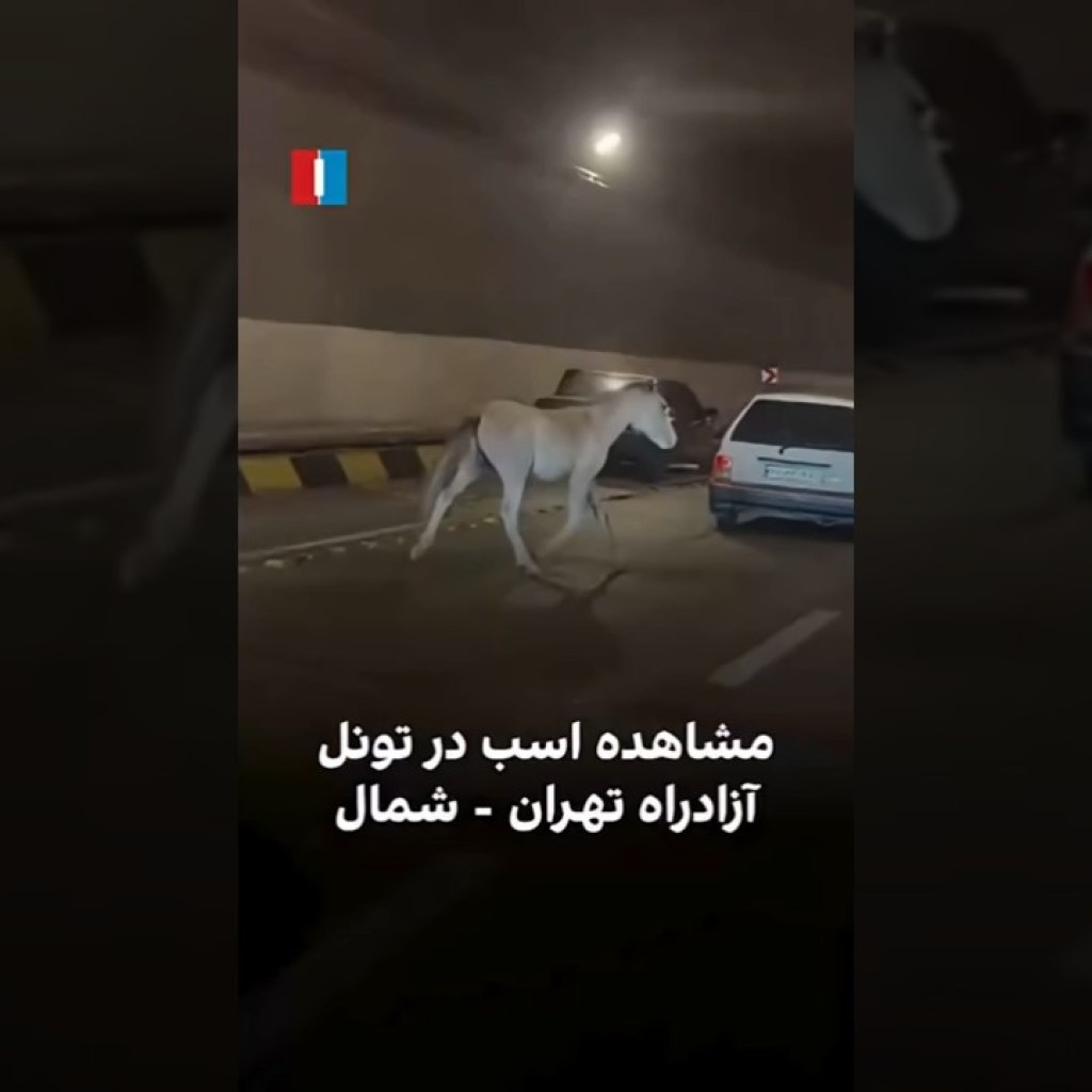 مشاهده اسب در تونل آزادراه تهران – شمال مشاهده اسب در تونل آزادراه تهران – شمال