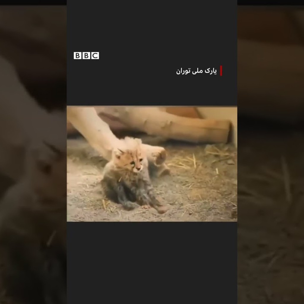 آذر و توران به پارک ملی توران منتقل شدند آذر و توران به پارک ملی توران منتقل شدند