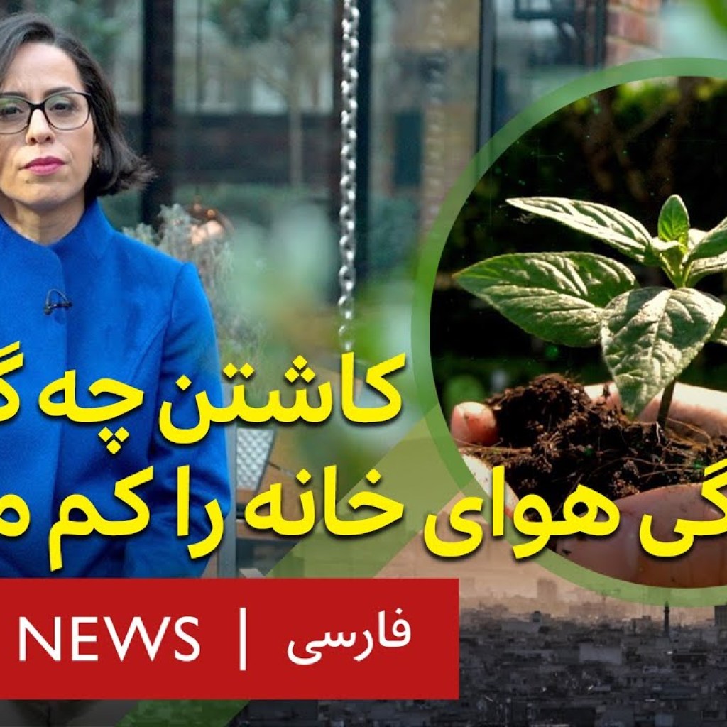 کاشتن چه گیاهانی در داخل خانه یا حیاط، آلودگی هوای خانه را کم میکند؟ کاشتن چه گیاهانی در داخل خانه یا حیاط، آلودگی هوای خانه را کم میکند؟