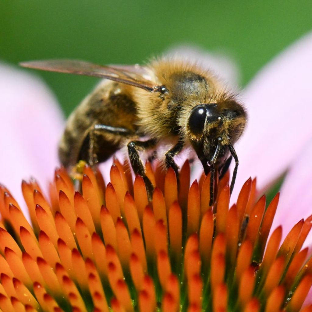 تغییرات اقلیمی فصل گرده در اروپا را دو هفته افزایش داده است تغییرات اقلیمی فصل گرده در اروپا را دو هفته افزایش داده است