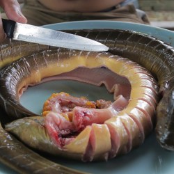 Resep Masak Belut Rica-Rica yang Menggugah Selera Resep Masak Belut Rica-Rica yang Menggugah Selera
