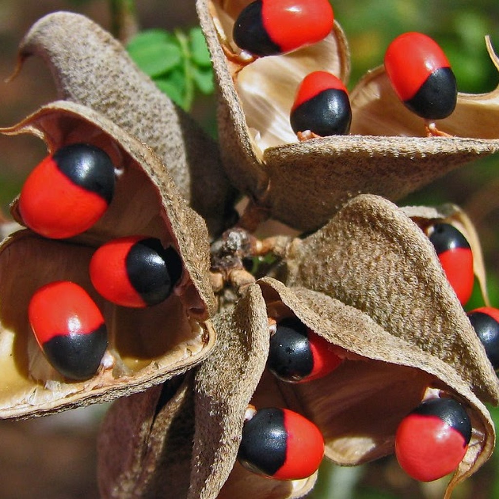 Economic importance of Papilionaceae Economic importance of Papilionaceae