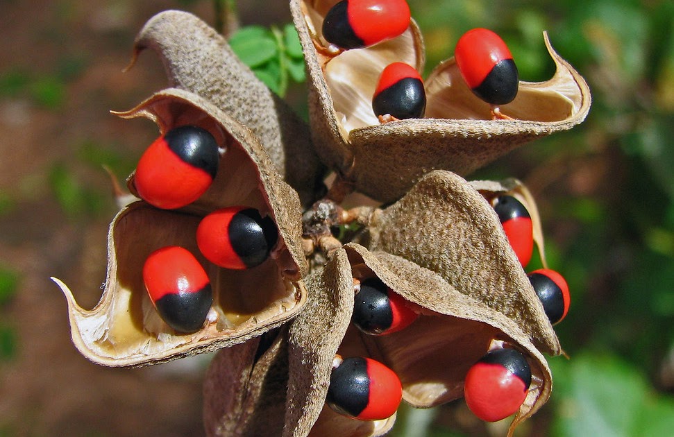 Economic importance of Papilionaceae Economic importance of Papilionaceae