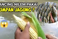 Umpan Jitu Dari Jagung Rebus: Rahasia Strike Para Pemancing Umpan Jitu Dari Jagung Rebus: Rahasia Strike Para Pemancing