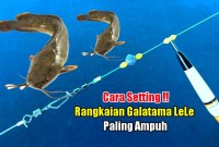 Rahasia Sukses Mancing Lele Jumbo Di Kolam Kecil! Rahasia Sukses Mancing Lele Jumbo Di Kolam Kecil!