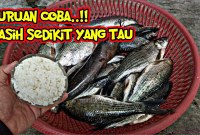 Kreasi Umpan Jitu: Memanfaatkan Sisa Nasi Untuk Mancing Mania! Kreasi Umpan Jitu: Memanfaatkan Sisa Nasi Untuk Mancing Mania!