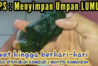 Cara Menyimpan Umpan Agar Awet: Tips Praktis Untuk Para Pemancing Cara Menyimpan Umpan Agar Awet: Tips Praktis Untuk Para Pemancing