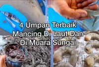 Tips Jitu Mancing Ikan Di Muara Sungai Tips Jitu Mancing Ikan Di Muara Sungai