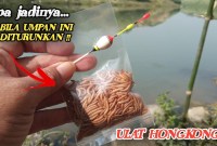 Rahasia Mancing Gacor Dengan Ulat Hongkong Rahasia Mancing Gacor Dengan Ulat Hongkong