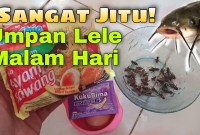 Umpan Jitu Ikan Lele Malam Hari: Rahasia Strike Di Kegelapan Umpan Jitu Ikan Lele Malam Hari: Rahasia Strike Di Kegelapan
