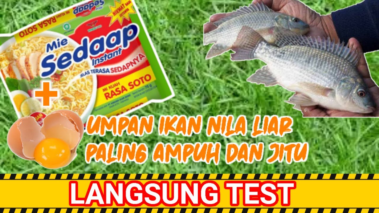 Umpan Ikan Nila Paling Ampuh: Rahasia Sukses Mancing! Umpan Ikan Nila Paling Ampuh: Rahasia Sukses Mancing!