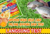 Umpan Ikan Nila Paling Ampuh: Rahasia Sukses Mancing! Umpan Ikan Nila Paling Ampuh: Rahasia Sukses Mancing!