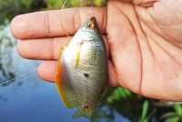 Cara Jitu Mancing Ikan Sepat Di Rawa Cara Jitu Mancing Ikan Sepat Di Rawa
