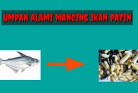 Umpan Mancing Ikan Patin Alami: Rahasia Sukses Para Pemancing Umpan Mancing Ikan Patin Alami: Rahasia Sukses Para Pemancing