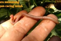 Teknik Jitu: Mancing Sukses Dengan Cacing Tanah Teknik Jitu: Mancing Sukses Dengan Cacing Tanah