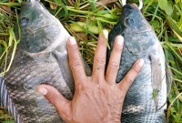 Petualangan Mancing Ikan Nila Di Empang Petualangan Mancing Ikan Nila Di Empang