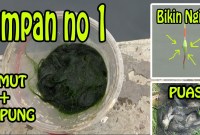 Rahasia Sukses Mancing Ikan Nila Dengan Lumut Rahasia Sukses Mancing Ikan Nila Dengan Lumut