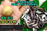Cara Jitu Mancing Ikan Kecil Untuk Umpan Cara Jitu Mancing Ikan Kecil Untuk Umpan
