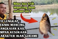 Rahasia Sukses Mancing Gurame Babon Di Kolam: Taktik Jitu Dan Umpan Ampuh Rahasia Sukses Mancing Gurame Babon Di Kolam: Taktik Jitu Dan Umpan Ampuh
